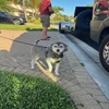 Pet Travel Transport arranged Johnny's trip to South Carolina with his pet parent's car