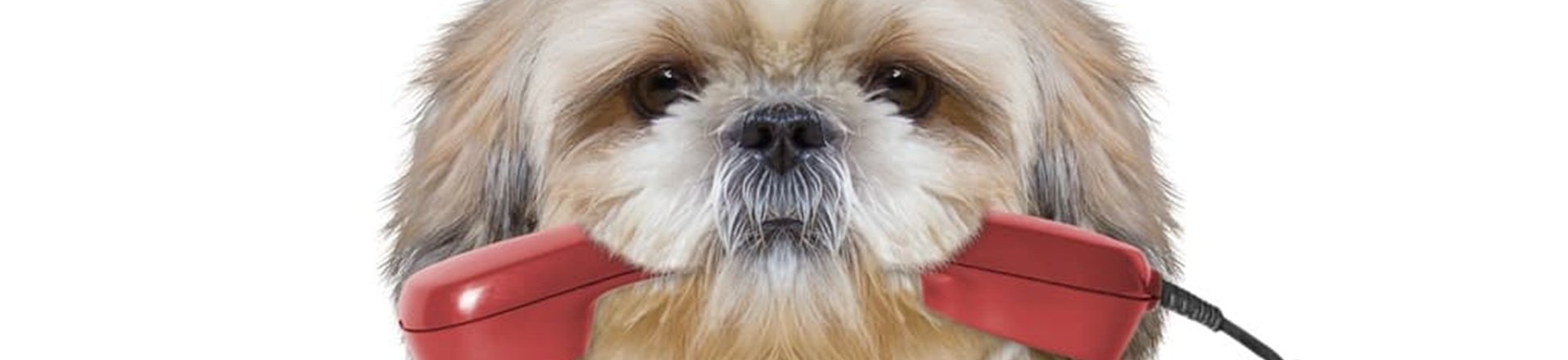 Pet Travel Transport Contact Us