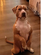 Ground transport for Oden