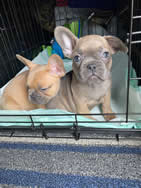 Frenchie puppy ground transport