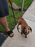 Dachshund ground transport