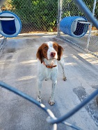 Brittany Spaniel ground transport