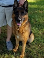 German Shepherd ground transport