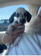 ground transport for Dalmation puppy
