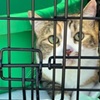 Pet Travel Transport brought Jezabel to join her pet parents in sunny Ft. Lauderdale